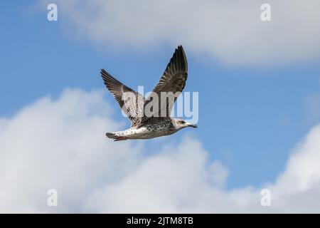 Goéland à pattes jaunes - Larus michahellis - oiseau juvénile à Walberswick, Suffolk, Royaume-Uni. Août 2022 Banque D'Images