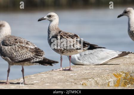 Mouette Caspienne - Larus cachinans - oiseau juvénile, à anneaux de couleur comme un pulus aux pays-Bas - Walberswick, Suffolk, Royaume-Uni - août 2022 Banque D'Images