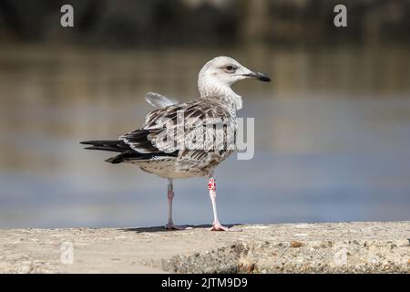 Mouette Caspienne - Larus cachinans - oiseau juvénile, à anneaux de couleur comme un pulus aux pays-Bas - Walberswick, Suffolk, Royaume-Uni - août 2022 Banque D'Images