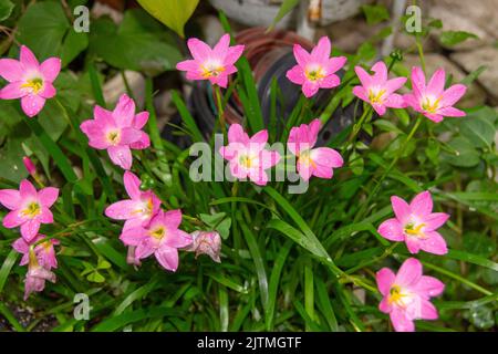 Nénuphars roses, fleur très commune dans les jardins de Rio de Janeiro Brésil (Zephyranthes Rosea) Banque D'Images