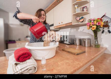 Belle jeune femme hispanique vêtue d'un chemisier noir baignant son petit chaton brun clair en versant de l'eau dans un pot en plastique blanc sur sa cuisine Banque D'Images