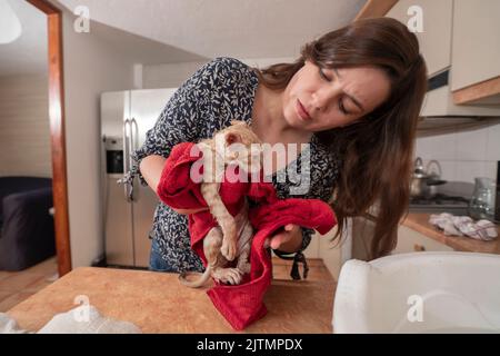 Belle jeune femme hispanique vêtue d'un chemisier noir, séchant soigneusement son petit chaton brun clair avec une serviette rouge après l'avoir baignée Banque D'Images