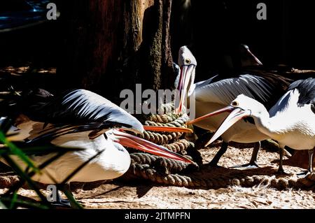 Trois pélicans australiens (Pelecanus oscillatus) à Sydney, Nouvelle-Galles du Sud, Australie (photo de Tara Chand Malhotra) Banque D'Images