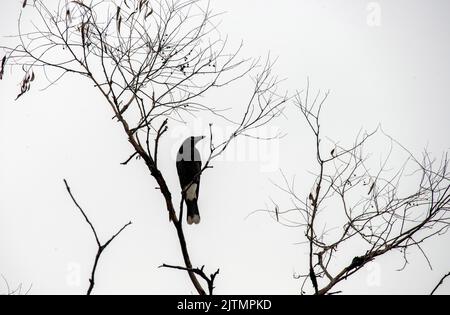 Un pied australien Currawong (streppera granculina) perché sur un arbre à Sydney, Nouvelle-Galles du Sud, Australie (photo de Tara Chand Malhotra) Banque D'Images