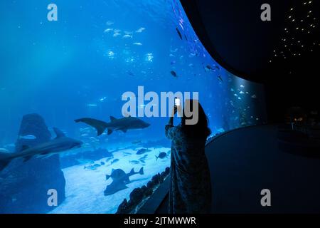 Femme touristique prenant des photos dans l'aquarium Banque D'Images