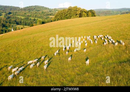 Les vaches blanches se broutent sur un grand pré de montagne avec de l'herbe dans les hautes terres. Troupeau de bétail en pâturage dans la campagne sur la vue aérienne de jour d'été ensoleillé Banque D'Images