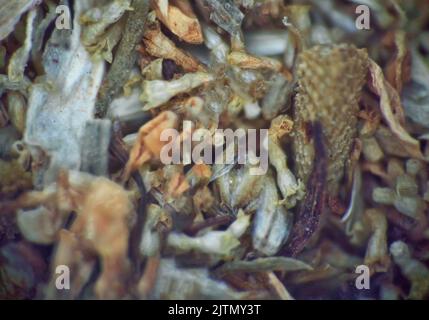 Répertoire d'herbes (plantes vulneraires sèches), mélange officinal pour tisane. Daisy de pharmacie (Matricaria chamomilla) parties séchées (extrême gros plan) comme moyenne Banque D'Images