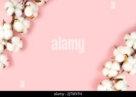 Deux branches avec fleurs de coton blanc sur fond rose. Fibres naturelles organiques, agriculture, fleur de coton, matières premières pour la fabrication de tissus. Top vie Banque D'Images