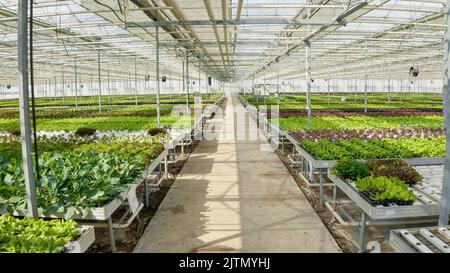 Environnement hydroponique en serre avec système d'irrigation et contrôle des pannels cultivant différents types de laitue biologique pour le marché local. Bio alimentaire cultivé de manière organique sans pesticides. Banque D'Images