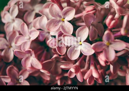 Image macro de fleurs violets lilas en fleurs, fond floral, fond de printemps Banque D'Images