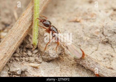 Un Ant de l'Armée de Cerapachyine (Acanthostichus sp.) Queen sur un vol de nuit. Banque D'Images