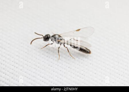 Un homme de l'Armée de Cerapachyine Ant (Acanthostichus sp.) pendant un vol nuptial. Banque D'Images