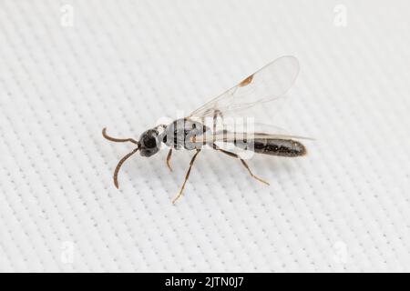 Un homme de l'Armée de Cerapachyine Ant (Acanthostichus sp.) pendant un vol nuptial. Banque D'Images