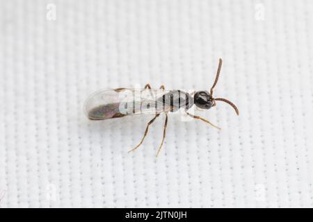 Un homme de l'Armée de Cerapachyine Ant (Acanthostichus sp.) pendant un vol nuptial. Banque D'Images