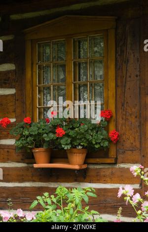 Rouge en pot Pelargonium - fleurs de Geranium sur l'étagère à l'extérieur devant la fenêtre sur le vieux bois de style Canadiana Home. Banque D'Images