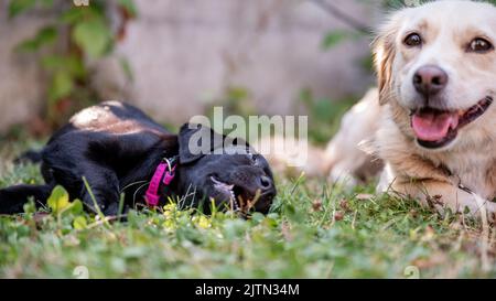 Adorable chien Labrador noir retriever puppy regarde son compagnon de chien, une race mixte, allongé dans l'herbe dans l'arrière-cour. Banque D'Images