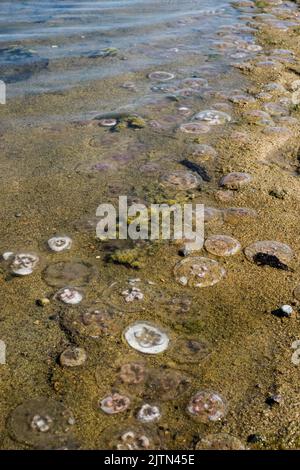 Beaucoup de méduses se sont délacés sur une plage de la mer Baltique. Banque D'Images