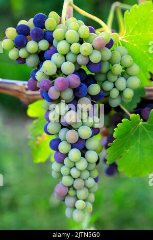 En viticulture, la véraison est le début de la maturation des raisins. Veraison représente la transition de la croissance des baies à la maturation des baies, et plusieurs Banque D'Images
