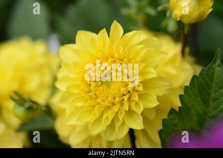 Fleur jaune chrysanthème gros plan macro , isolé. Fleurs de chrysanthème, fond de fleur, échantillon de bourgeons de papier peint. Banque D'Images