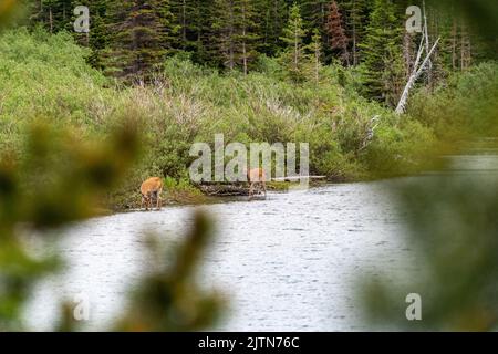 Deux cerfs viennent prendre un verre du lac le long du sentier du col SwiftCurrent dans le parc national des Glaciers, entouré d'arbres Banque D'Images