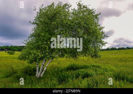 Un arbre isolé dans un pré dans le parc national de Shenandoah Banque D'Images