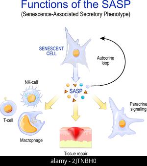 Sénescence cellulaire. Fonctions du SASP. Phénotype sécrétoire associé à la sénescence. Modifie les cellules sénescentes pendant le vieillissement. Propage la sénescence Illustration de Vecteur