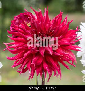 'Taum Sauk' semi-cactus dahlia, semi Kaktus dahlia (Dahlia x hortensis) Banque D'Images