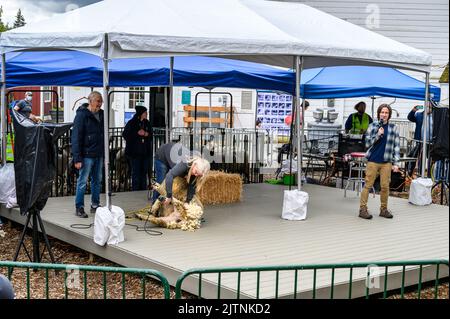 BELLEVUE, WASHINGTON, États-Unis – 30 AVRIL 2022 : événement patrimonial du parc agricole de Kelsey Creek, femme manifestant la tonte de moutons sur un mouton blanc Banque D'Images