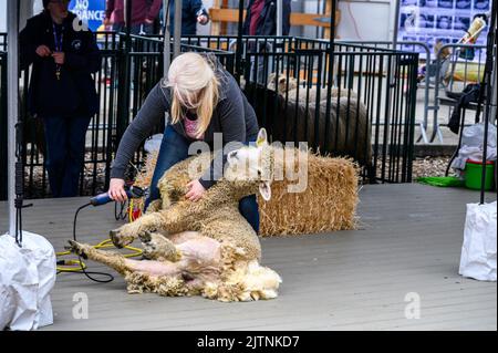 BELLEVUE, WASHINGTON, États-Unis – 30 AVRIL 2022 : événement patrimonial du parc agricole de Kelsey Creek, femme manifestant la tonte de moutons sur un mouton blanc Banque D'Images