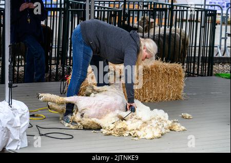 BELLEVUE, WASHINGTON, États-Unis – 30 AVRIL 2022 : événement patrimonial du parc agricole de Kelsey Creek, femme manifestant la tonte de moutons sur un mouton blanc Banque D'Images