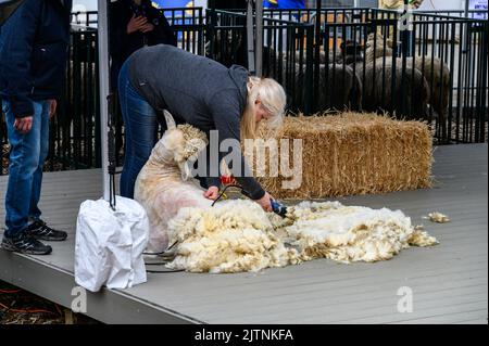 BELLEVUE, WASHINGTON, États-Unis – 30 AVRIL 2022 : événement patrimonial du parc agricole de Kelsey Creek, femme manifestant la tonte de moutons sur un mouton blanc Banque D'Images