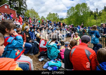 BELLEVUE, WASHINGTON, États-Unis – 30 AVRIL 2022 : événement patrimonial du parc agricole de Kelsey Creek, public regardant une démonstration de tonte de moutons Banque D'Images