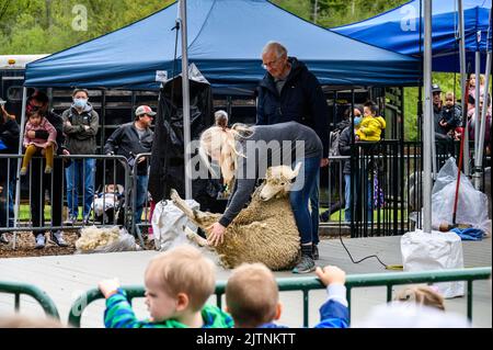 BELLEVUE, WASHINGTON, États-Unis – 30 AVRIL 2022 : événement patrimonial du parc agricole de Kelsey Creek, femme manifestant la tonte de moutons sur un mouton blanc Banque D'Images