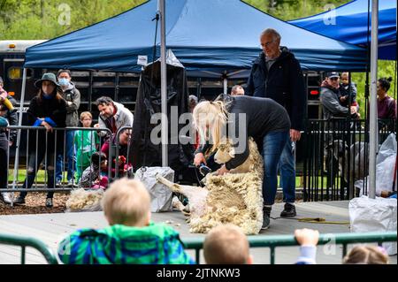 BELLEVUE, WASHINGTON, États-Unis – 30 AVRIL 2022 : événement patrimonial du parc agricole de Kelsey Creek, femme manifestant la tonte de moutons sur un mouton blanc Banque D'Images