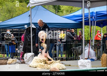 BELLEVUE, WASHINGTON, États-Unis – 30 AVRIL 2022 : événement patrimonial du parc agricole de Kelsey Creek, femme manifestant la tonte de moutons sur un mouton blanc Banque D'Images