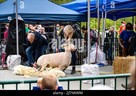 BELLEVUE, WASHINGTON, États-Unis – 30 AVRIL 2022 : événement patrimonial du parc agricole de Kelsey Creek, femme manifestant la tonte de moutons sur un mouton blanc Banque D'Images