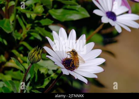 Abeille indigène australienne (méliponini) collectant du pollen d'une fleur de pâquerette blanche dans un jardin Banque D'Images