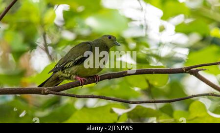 Un Pigeon vert à col rose (Treron vernans) perché dans un arbre à fruits Banque D'Images