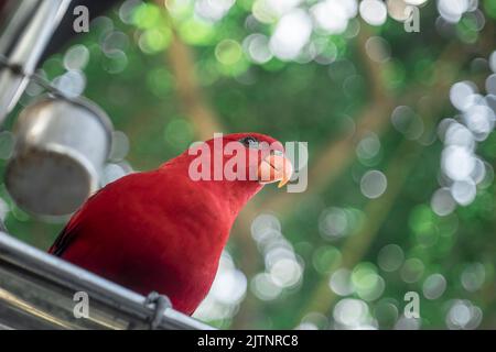 les perroquets de toutes les couleurs sont des oiseaux rares et éteints partout dans le monde, avoir des photos précieuses d'eux est la meilleure chose. Banque D'Images