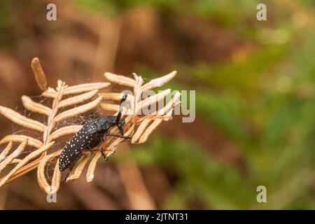 Le Beetle mâle à cornes de plumes (Rhipicera femorata) a de grandes antennes Banque D'Images