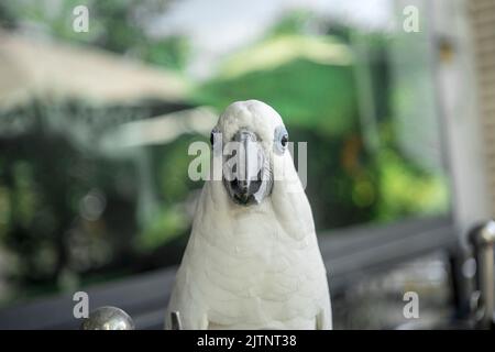 les perroquets de toutes les couleurs sont des oiseaux rares et éteints partout dans le monde, avoir des photos précieuses d'eux est la meilleure chose. Banque D'Images