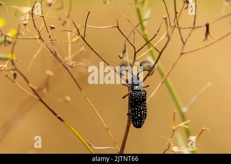 Le Beetle mâle à cornes de plumes (Rhipicera femorata) a de grandes antennes Banque D'Images