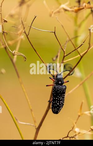Le Beetle mâle à cornes de plumes (Rhipicera femorata) a de grandes antennes Banque D'Images