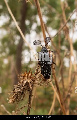 Le Beetle mâle à cornes de plumes (Rhipicera femorata) a de grandes antennes Banque D'Images