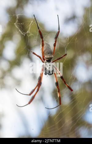 Globe Doré femme-araignée Nephila edulis (tissage) Banque D'Images