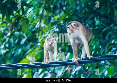 Une famille de macaques à queue de cochon du Sud (Macaca nemestrina) assis sur une ligne électrique Banque D'Images