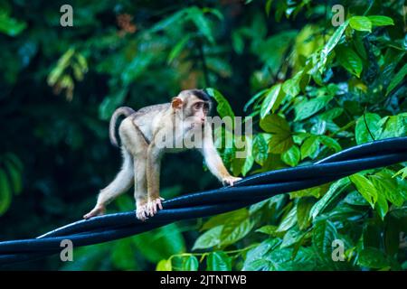 Une famille de macaques à queue de cochon du Sud (Macaca nemestrina) assis sur une ligne électrique Banque D'Images