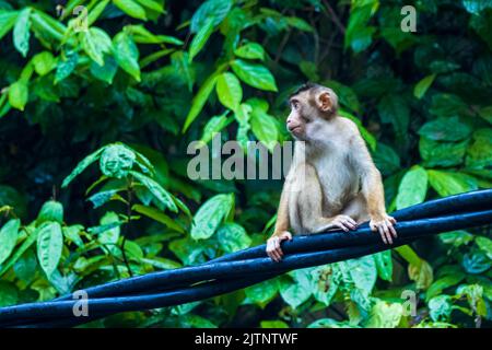 Une famille de macaques à queue de cochon du Sud (Macaca nemestrina) assis sur une ligne électrique Banque D'Images