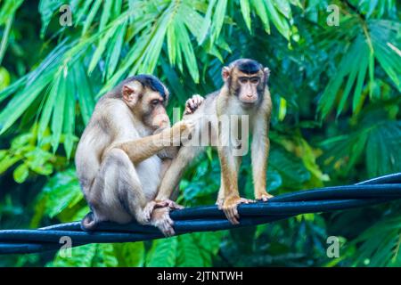 Une famille de macaques à queue de cochon du Sud (Macaca nemestrina) assis sur une ligne électrique Banque D'Images