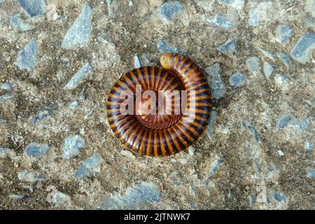 Le millipede mauridé est un instinct défensif. Banque D'Images